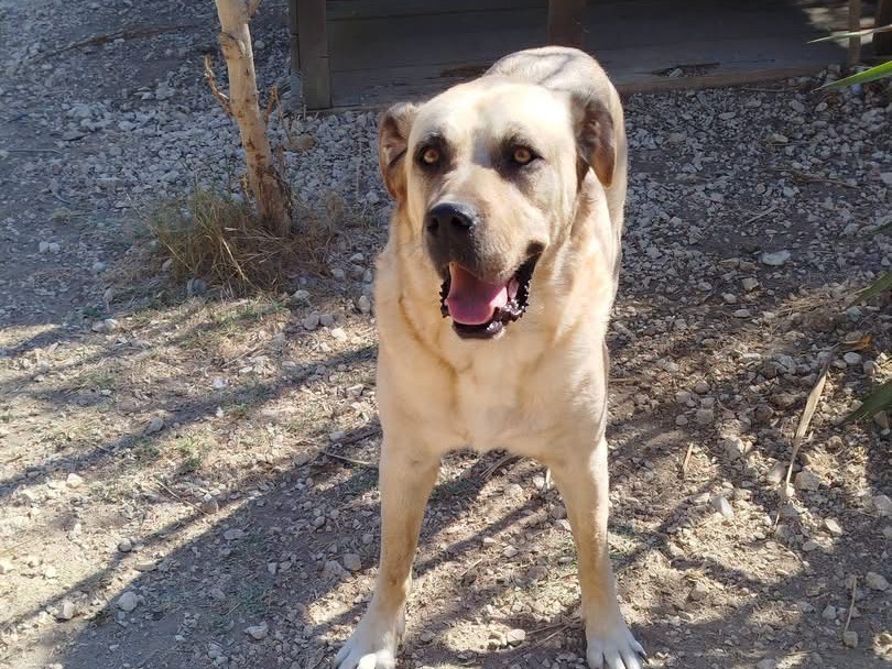 Vuoi adottare un cane a Agrigento?