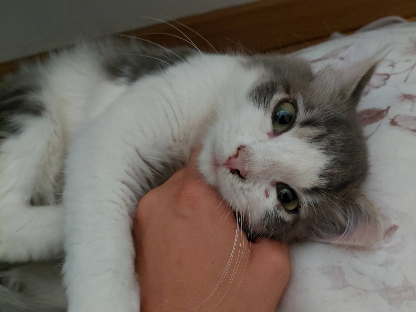 Adotta il gatto Fred a Brescia