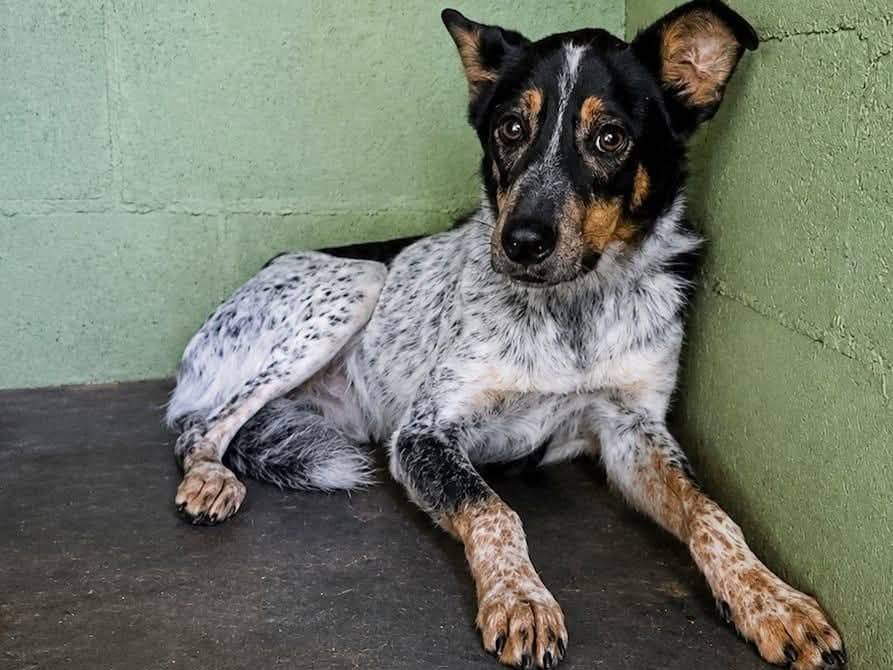 Adozione cane, maschio, Razza sconosciuta Razza sconosciuta, 3 anni e 3 mesi, taglia media, Pavia