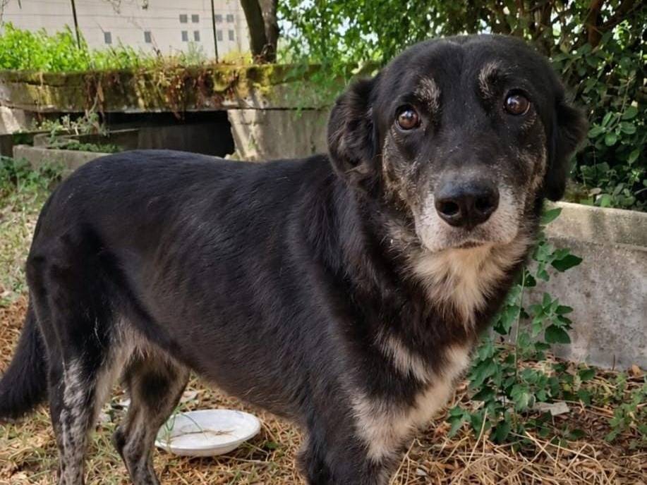 Adozione cane, maschio, Razza sconosciuta Razza sconosciuta, 1 anno e 1 mese, taglia media, Biella