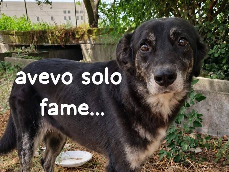 Adotta un cane, maschio, 1 anno e 1 mese, Biella
