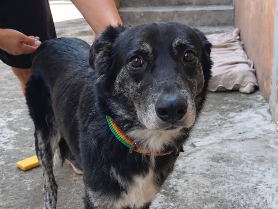 Adotta un cane, taglia media, maschio, Biella