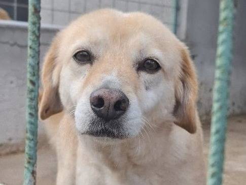 Adotta un cane, maschio, 10 anni e 1 mese, Arezzo