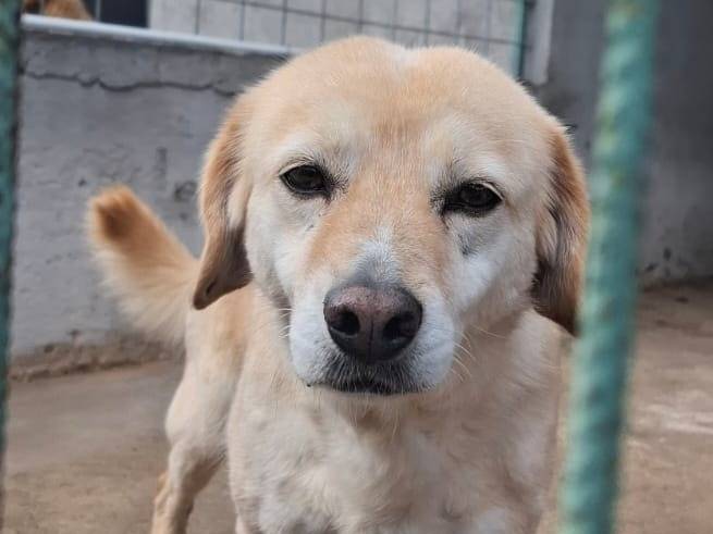 Adotta un cane, taglia media contenuta, maschio, Arezzo