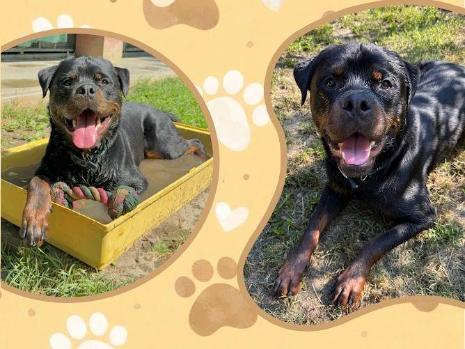 Adotta un cane, maschio, 3 anni e 8 mesi, Milano