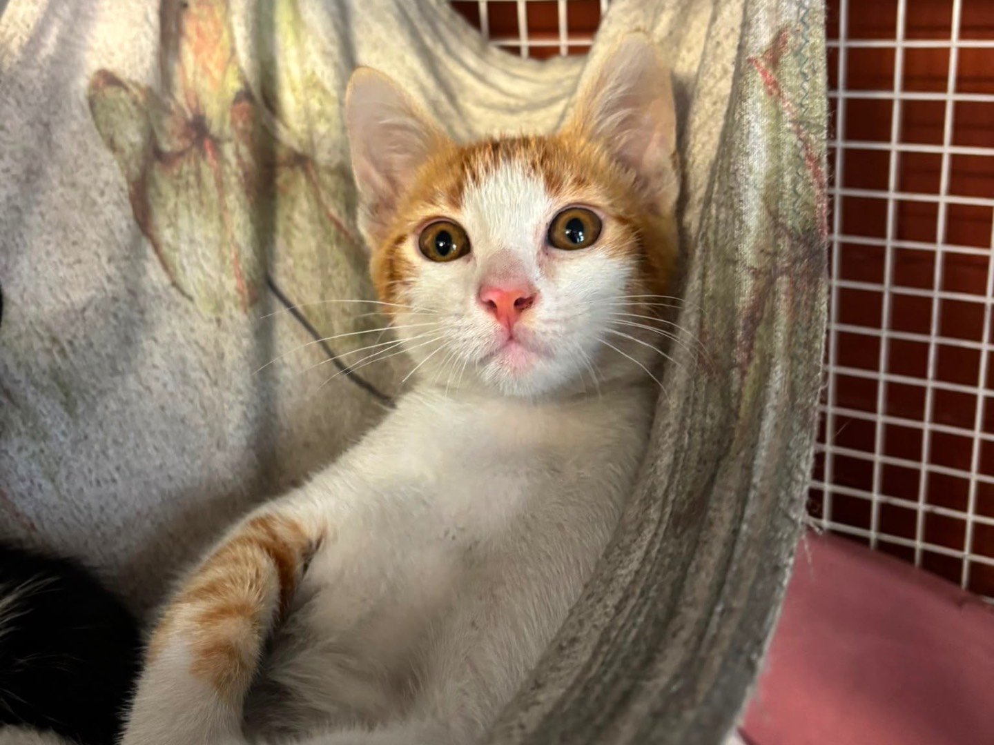 Adotta un gatto, taglia non valida, maschio, Bologna