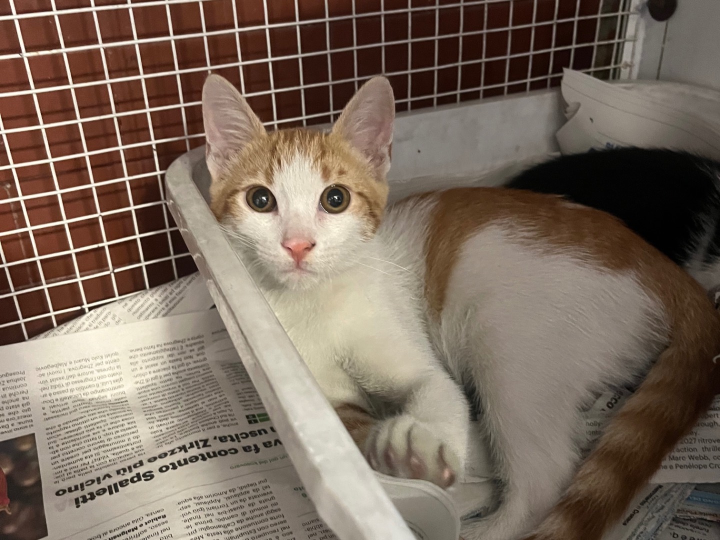 Vuoi adottare un gatto a Bologna?