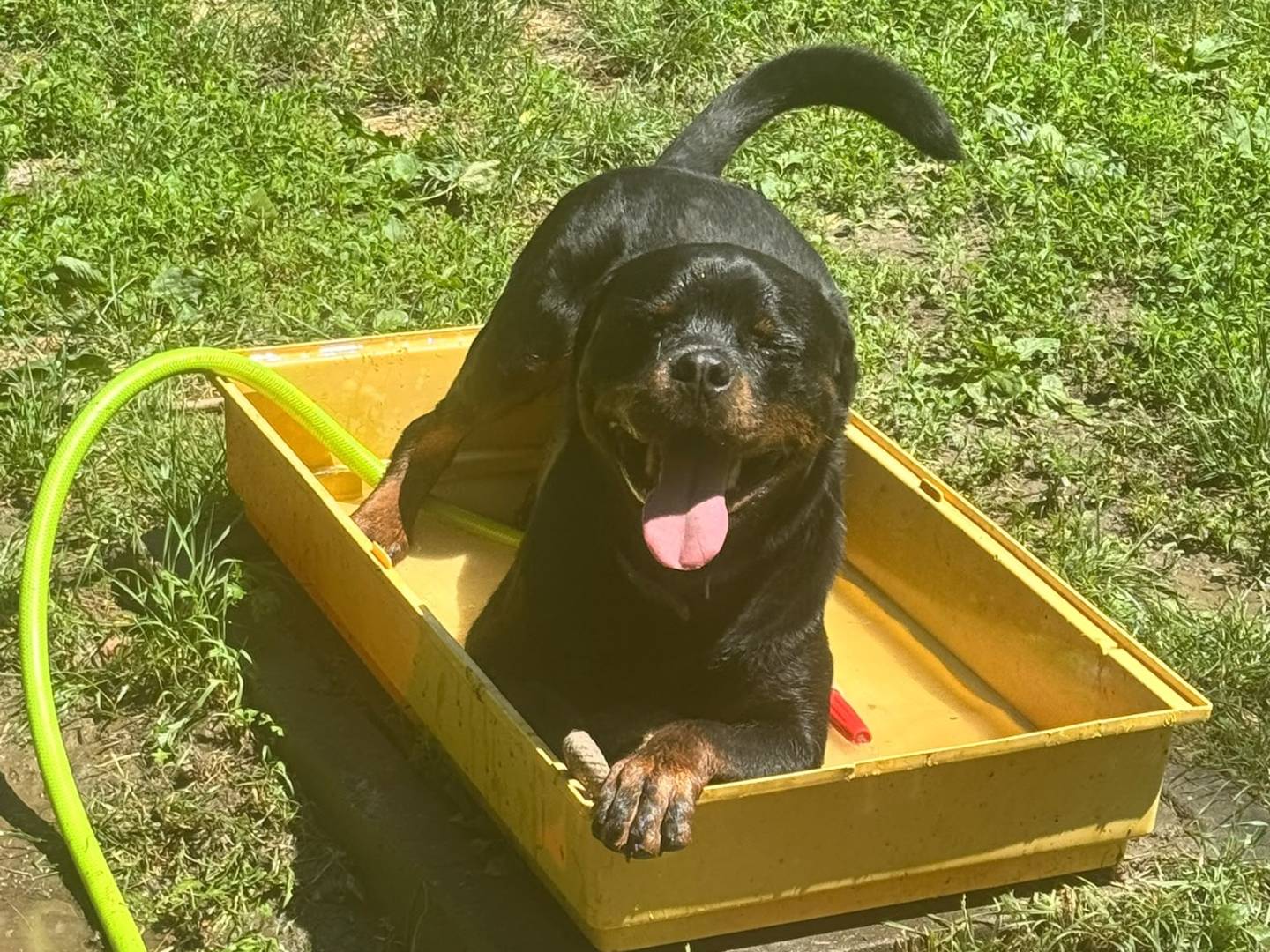 Adotta un cane, taglia grande, maschio, Milano