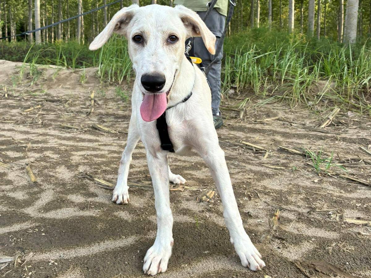 Adotta un cane, maschio, 6 mesi, Pavia