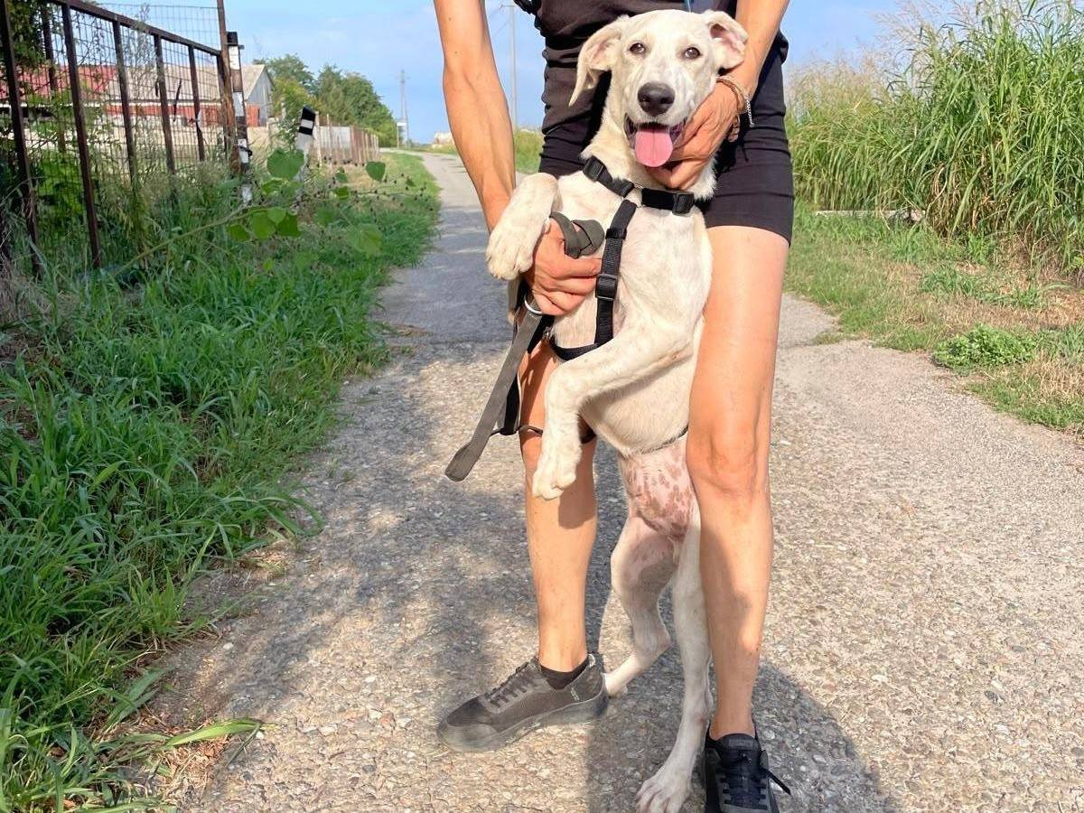 Adotta un cane, taglia media, maschio, Pavia
