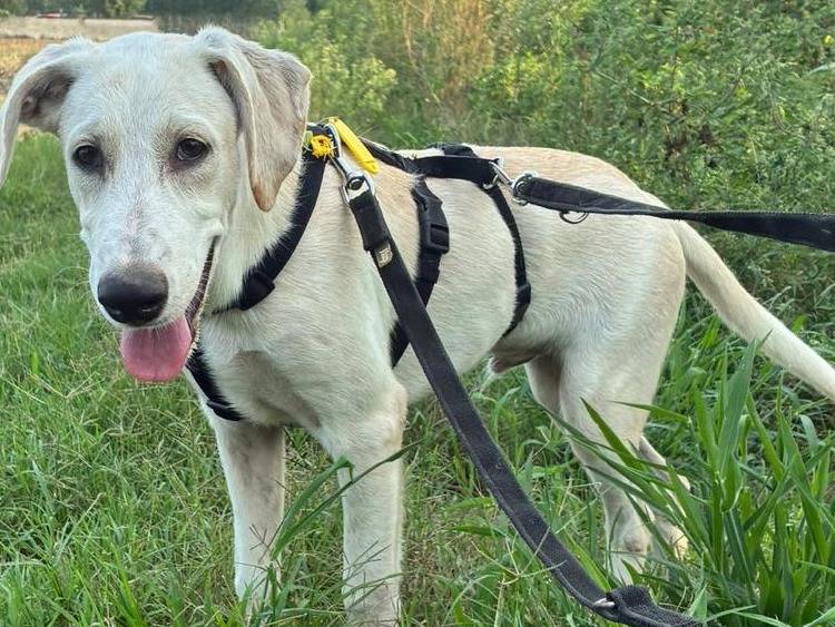 Vuoi adottare un cane a Pavia?