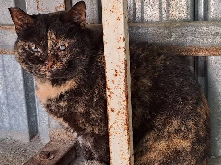 Adotta un gatto, taglia non valida, femmina, Genova