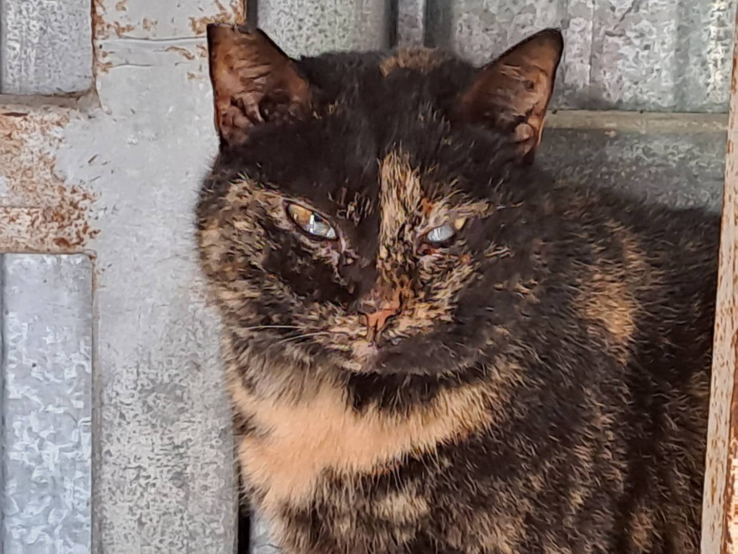 Adotta il gatto Susina a Genova