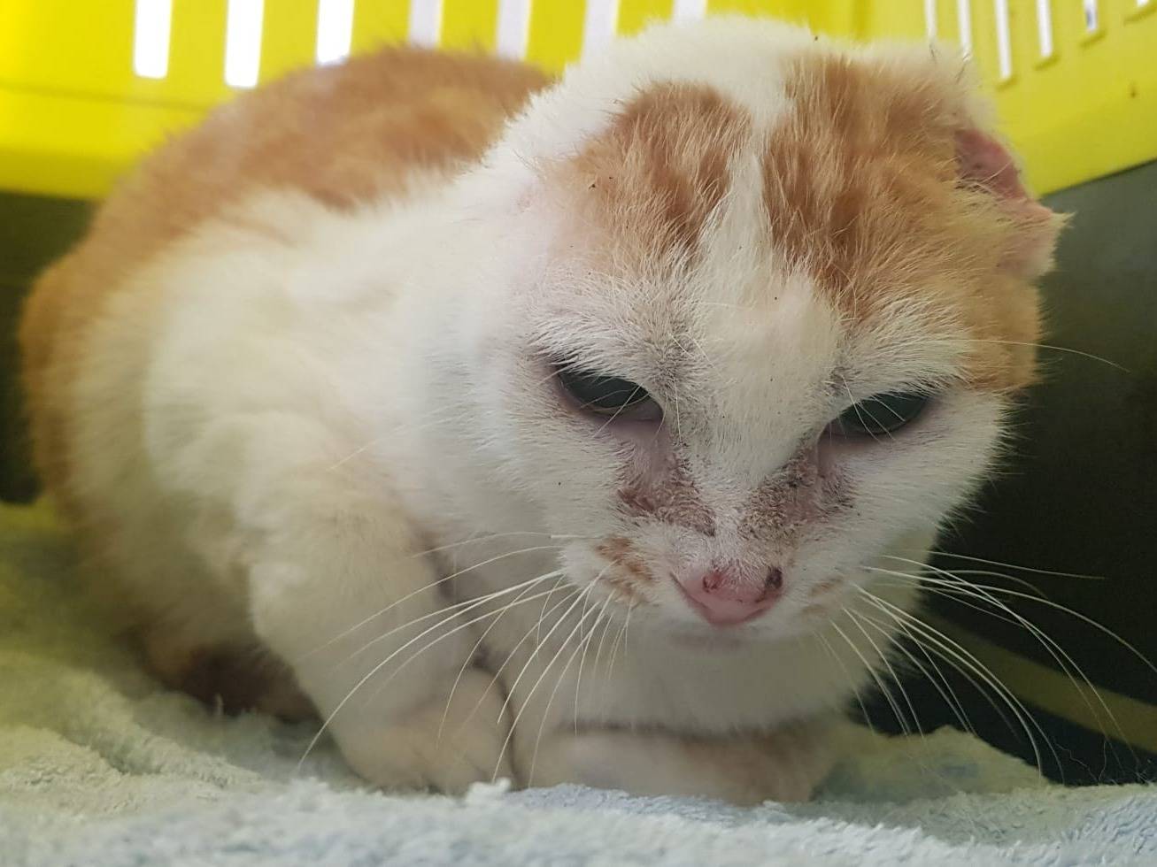 Adotta un gatto, taglia non valida, femmina, Milano