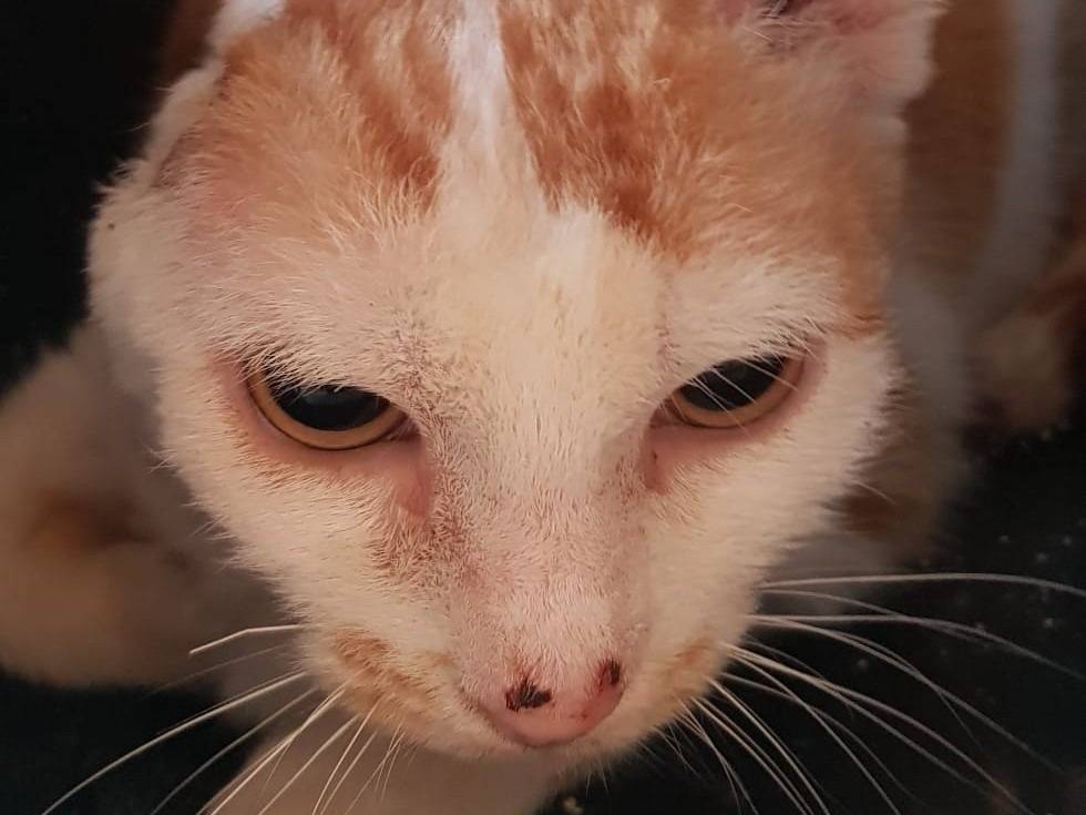 Vuoi adottare un gatto a Milano?
