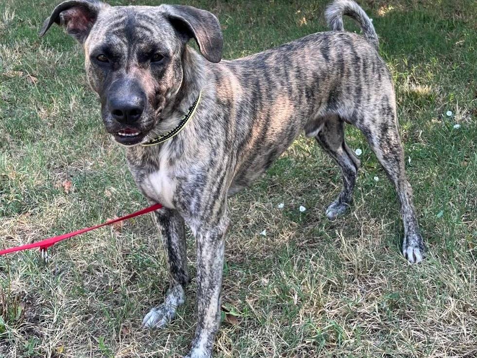 Adozione cane, maschio, Razza sconosciuta Razza sconosciuta, 1 anno e 2 mesi, taglia grande, Milano