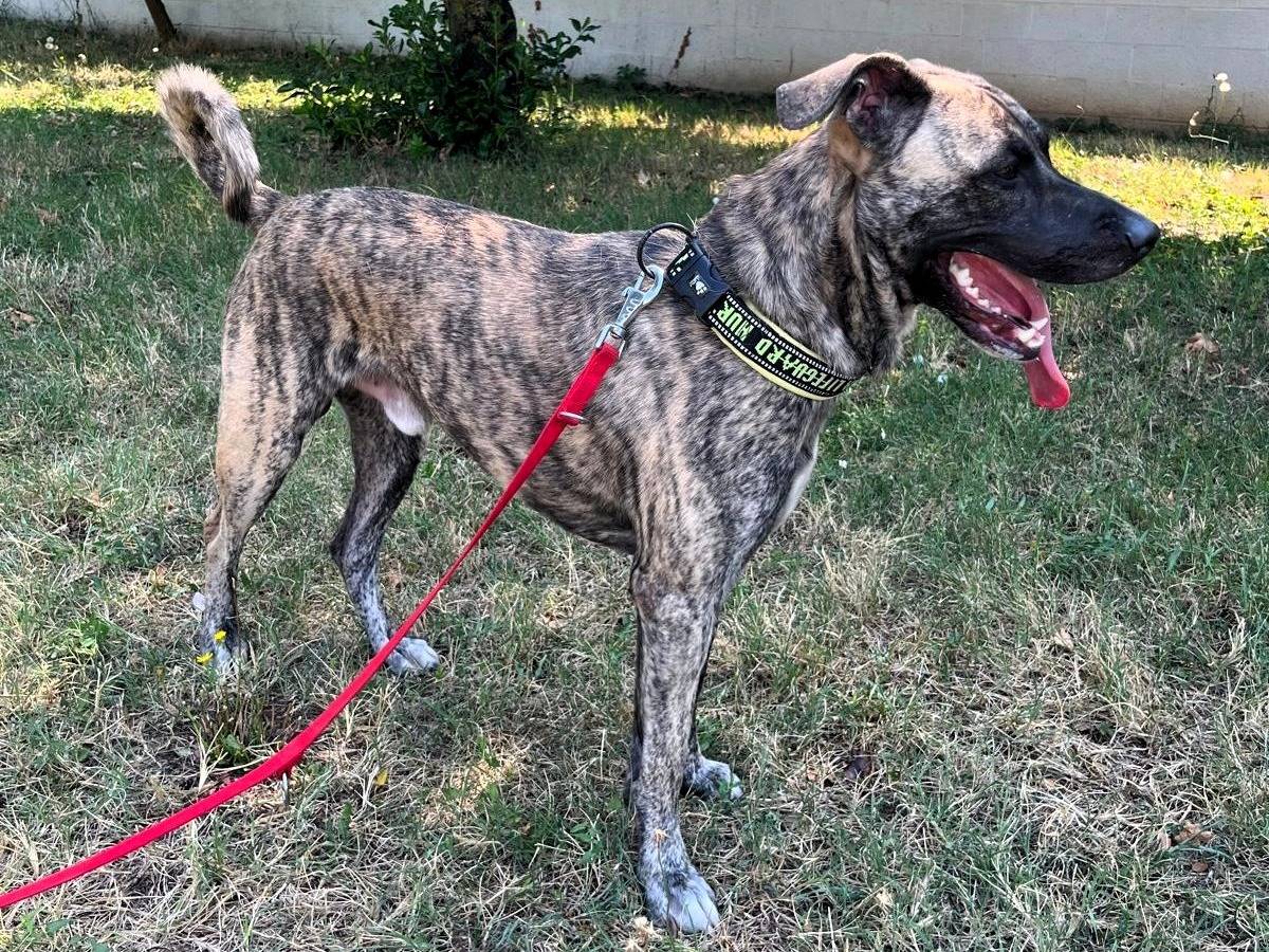 Adotta un cane, maschio, 1 anno e 2 mesi, Milano