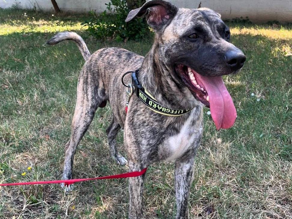 Adotta un cane, taglia grande, maschio, Milano