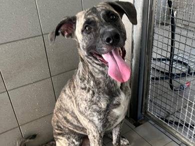 Vuoi adottare un cane a Milano?