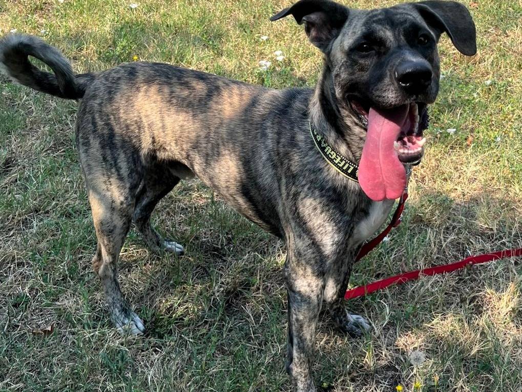 Adotta il cane VITO a Milano