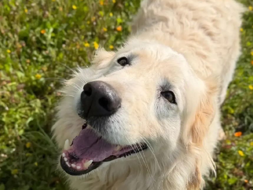 Adozione cane, femmina, Pastore maremmano Razza sconosciuta, 4 anni, taglia grande, Taranto