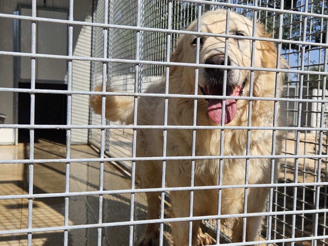 Adotta un cane, femmina, 4 anni, Taranto