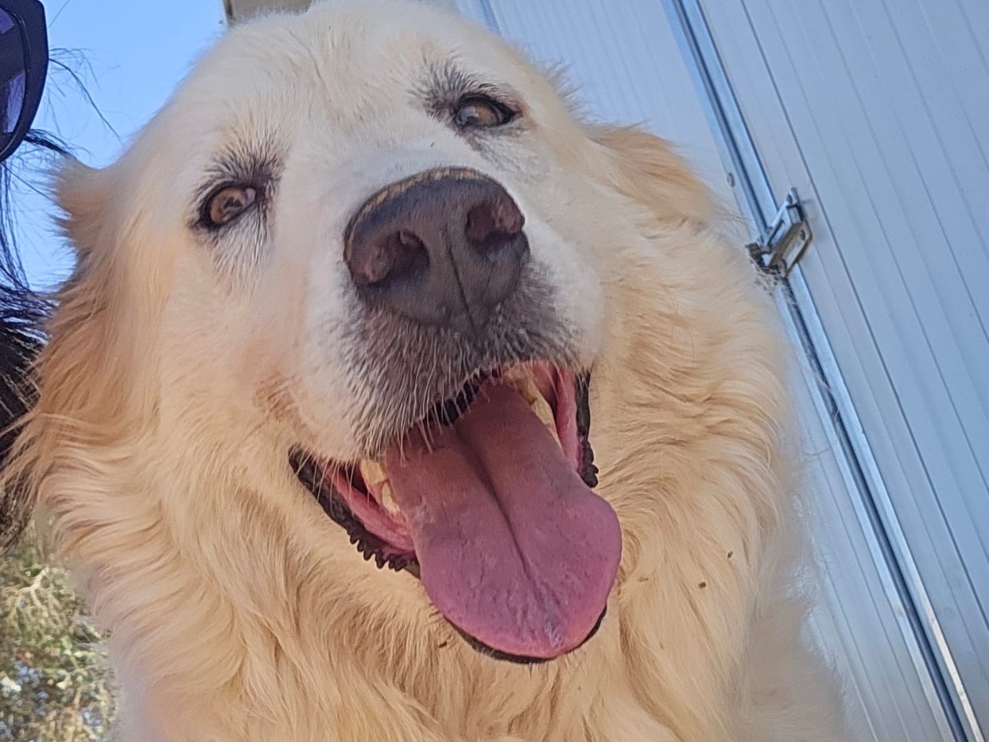 Adotta un cane, taglia grande, femmina, Taranto