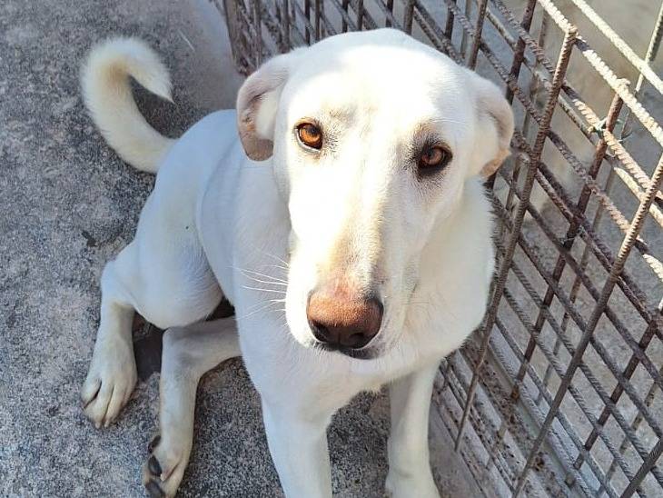 Adozione cane, femmina, Razza sconosciuta Razza sconosciuta, 2 anni e 8 mesi, taglia media, Milano