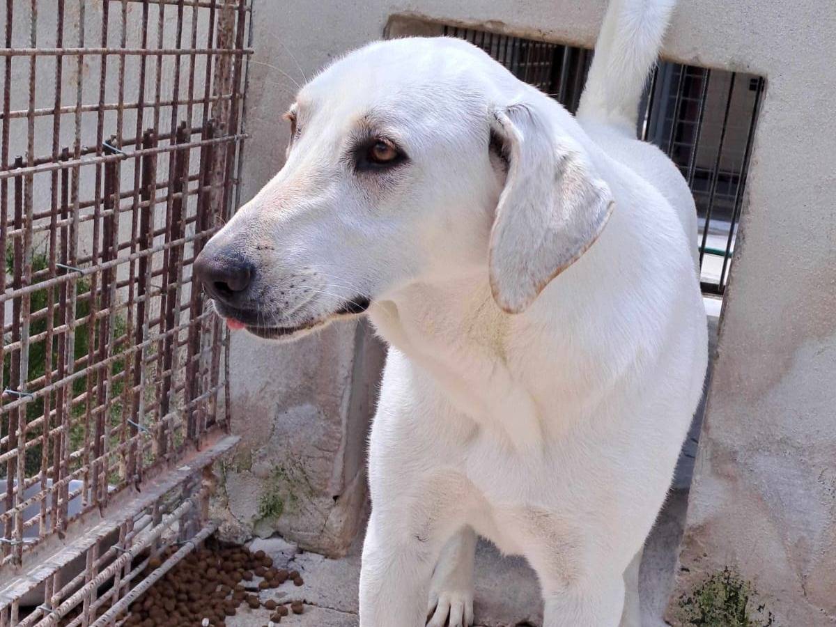 Adotta un cane, taglia media, femmina, Milano