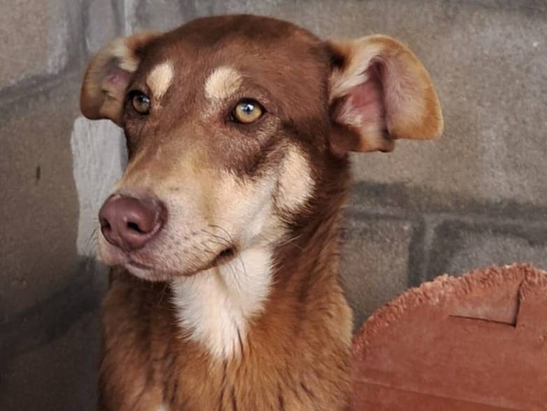 Vuoi adottare un cane a Varese?