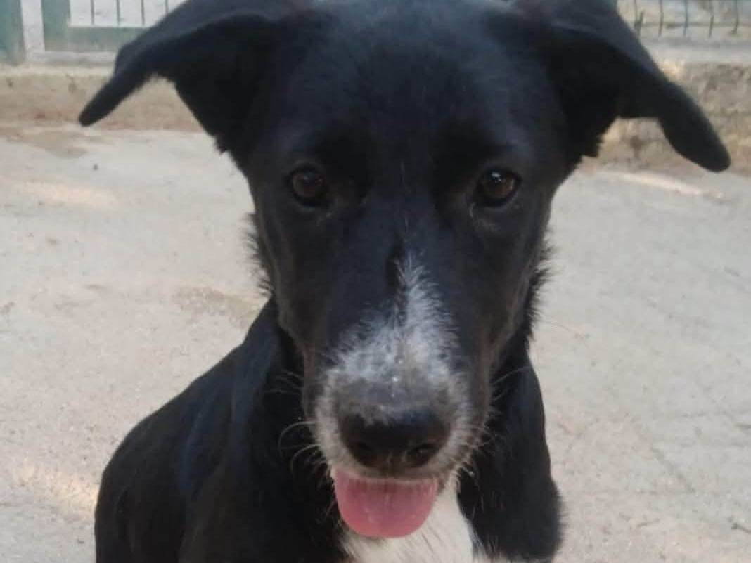 Adozione cane, femmina, Razza sconosciuta Razza sconosciuta, 8 mesi, taglia media contenuta, Treviso