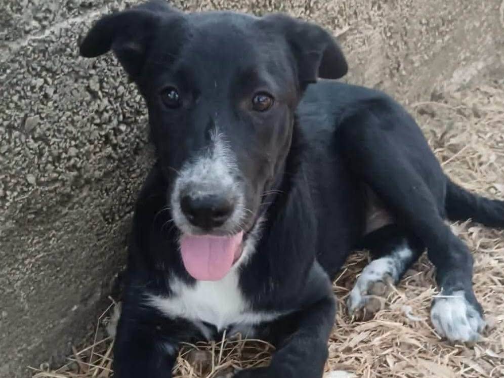 Adotta un cane, femmina, 8 mesi, Treviso