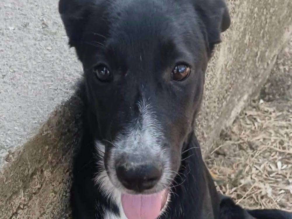 Adotta un cane, taglia media contenuta, femmina, Treviso