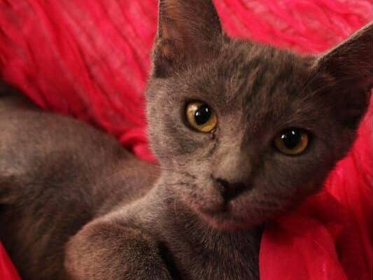 Adozione gatto, femmina, Razza sconosciuta Razza sconosciuta, 4 mesi, taglia non valida, Bari