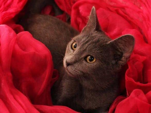 Adotta un gatto, femmina, 4 mesi, Bari