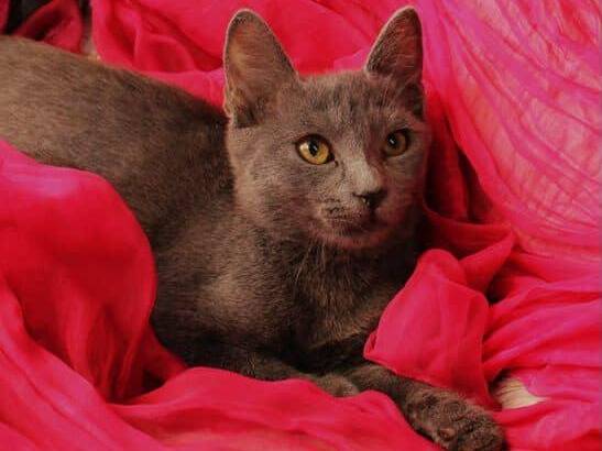 Adotta un gatto, taglia non valida, femmina, Bari