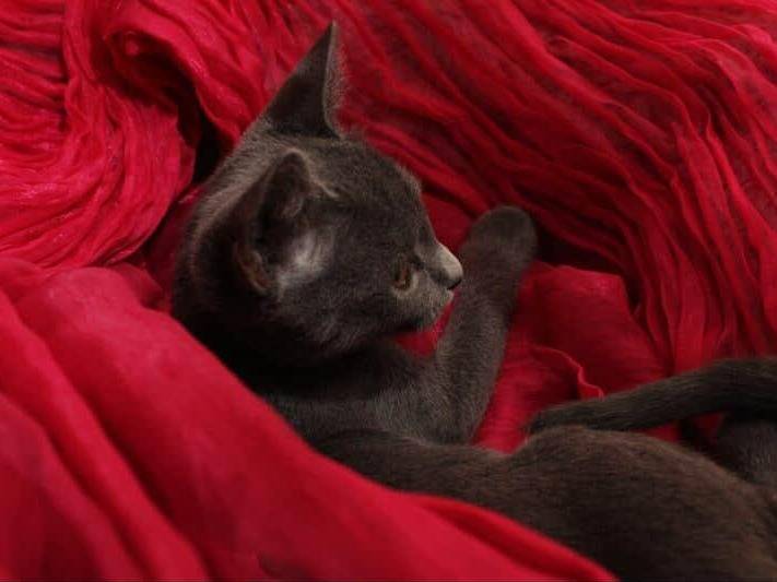 Vuoi adottare un gatto a Bari?