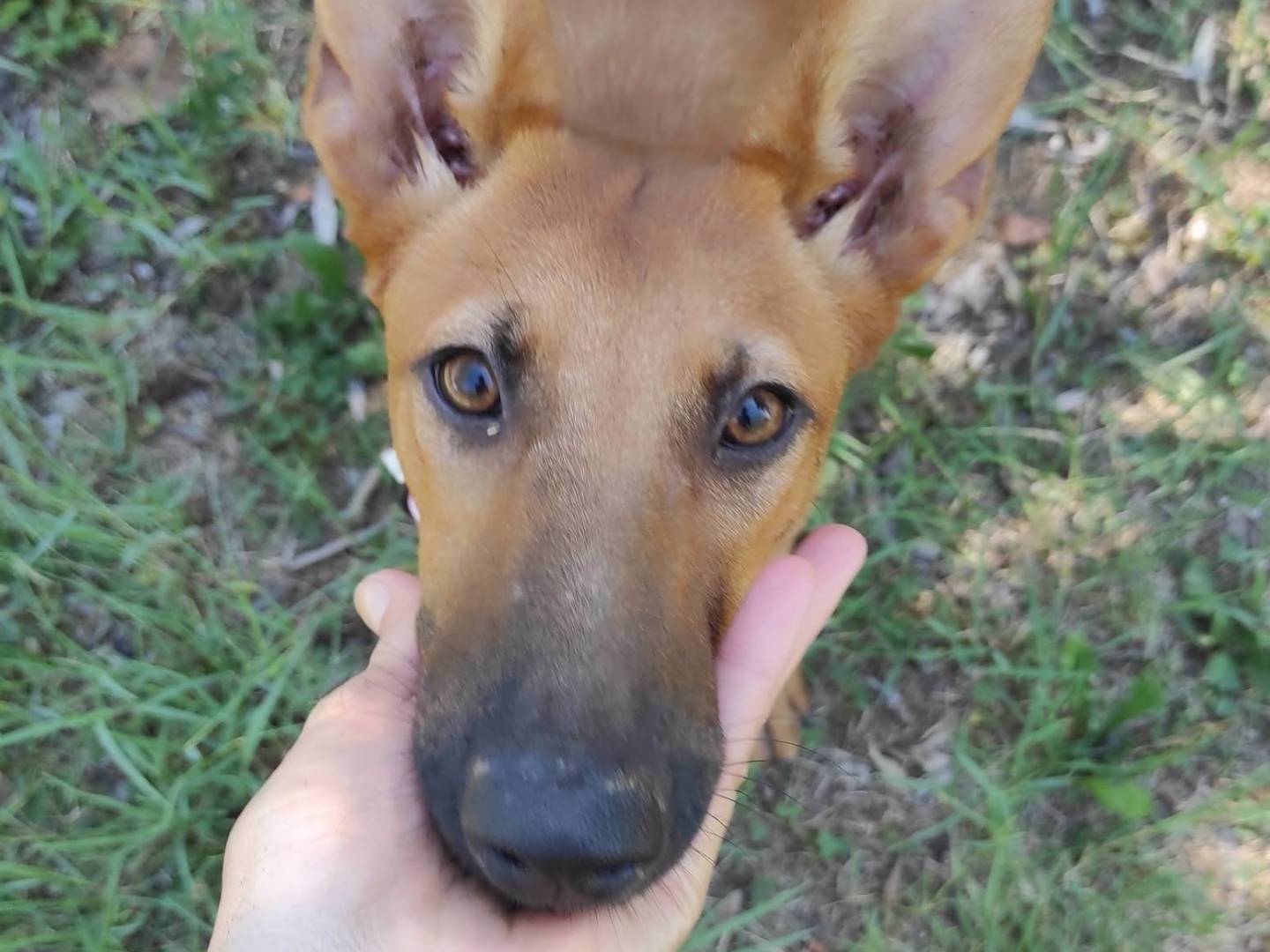 Vuoi adottare un cane a Treviso?