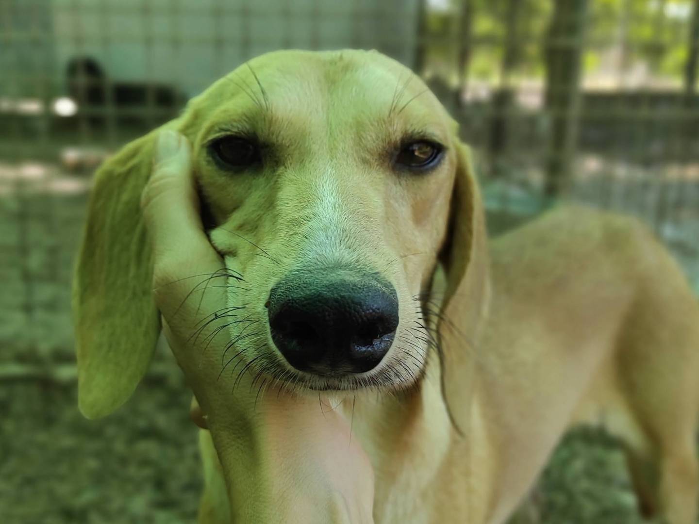 Vuoi adottare un cane a Treviso?