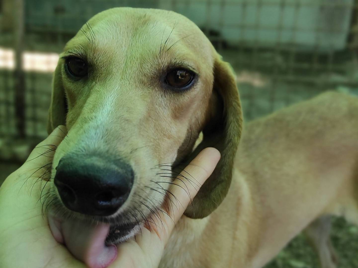 Adotta il cane Ada a Treviso