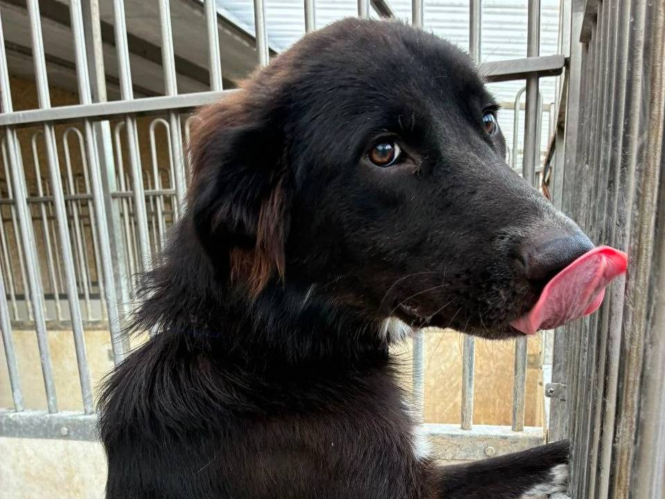 Adozione cane, maschio, Razza sconosciuta Razza sconosciuta, 1 anno e 2 mesi, taglia media, Bergamo