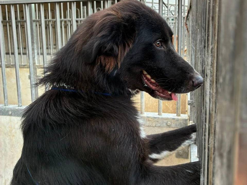 Adotta un cane, maschio, 1 anno e 2 mesi, Bergamo