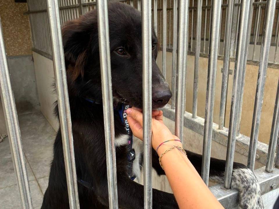 Adotta un cane, taglia media, maschio, Bergamo