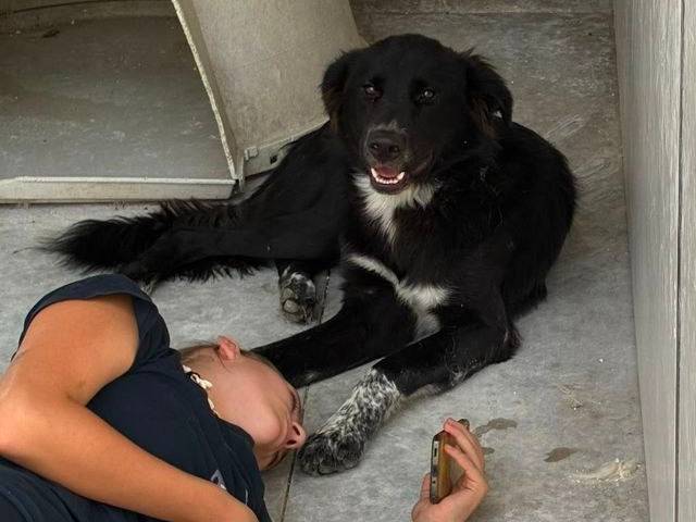 Vuoi adottare un cane a Bergamo?