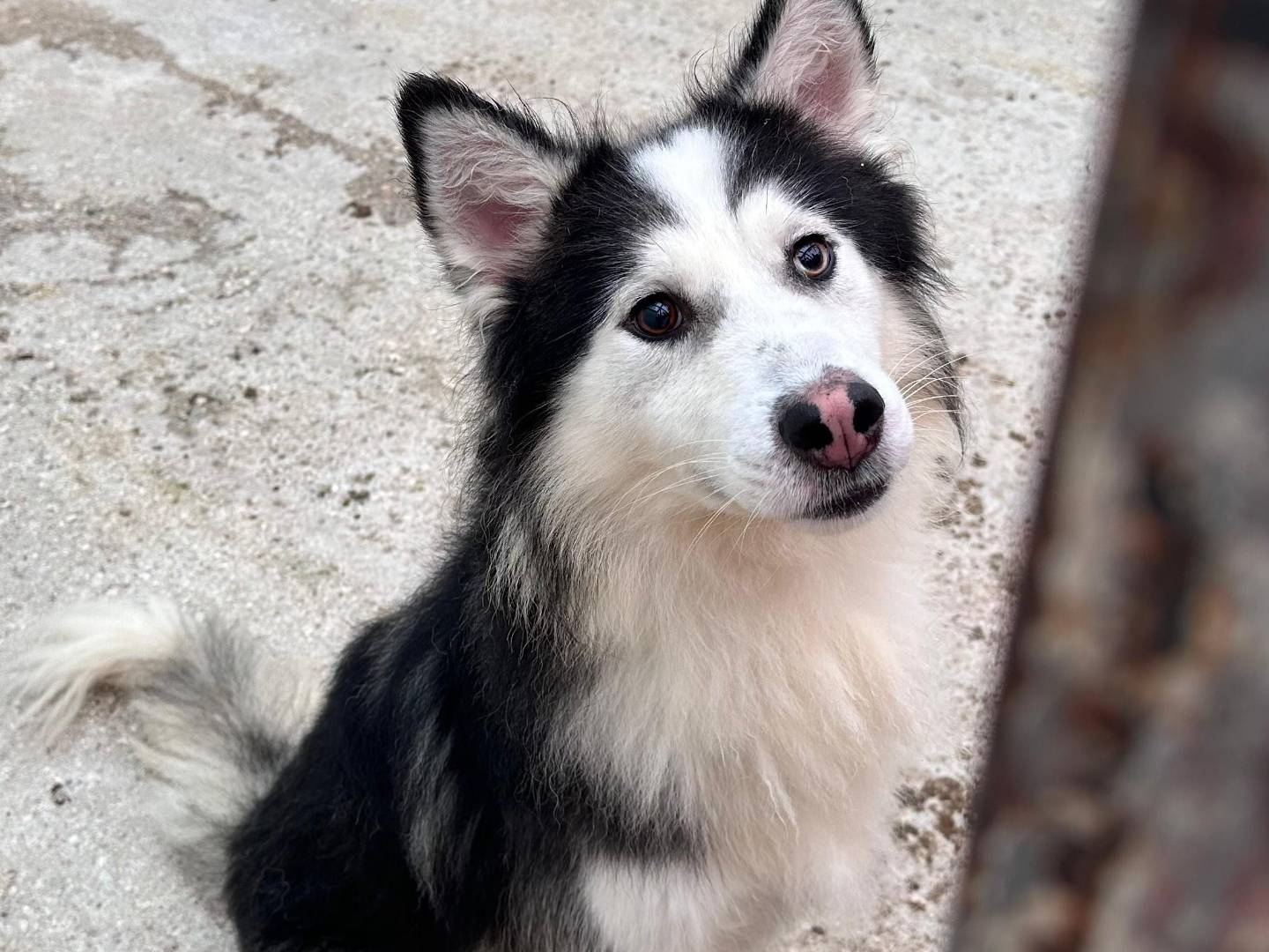 Adozione cane, maschio, Siberian Husky Razza sconosciuta, 6 anni e 4 mesi, taglia media, Bari