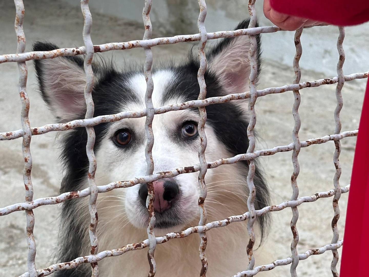 Adotta un cane, maschio, 6 anni e 4 mesi, Bari