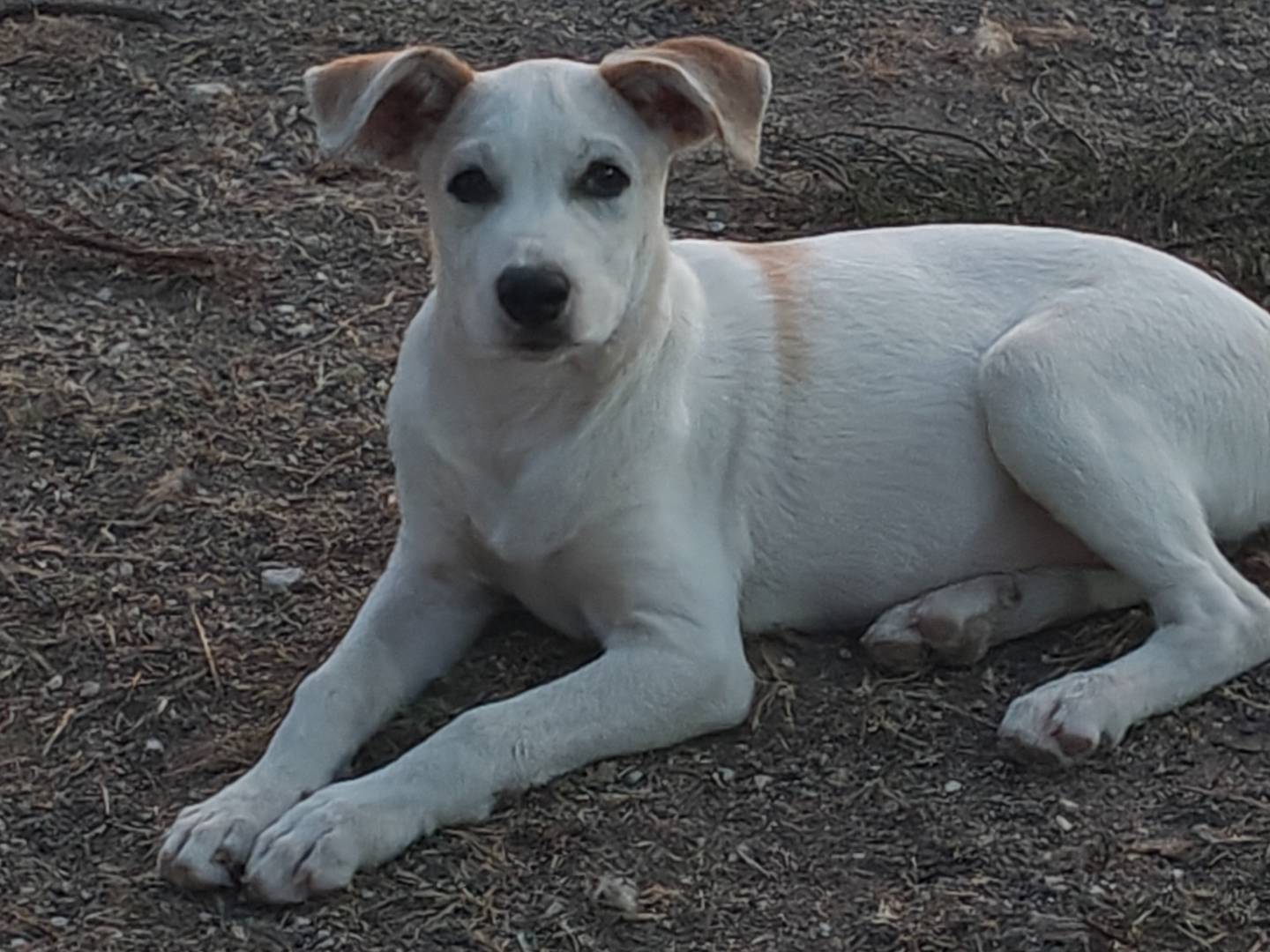 Vuoi adottare un cane a Trapani?