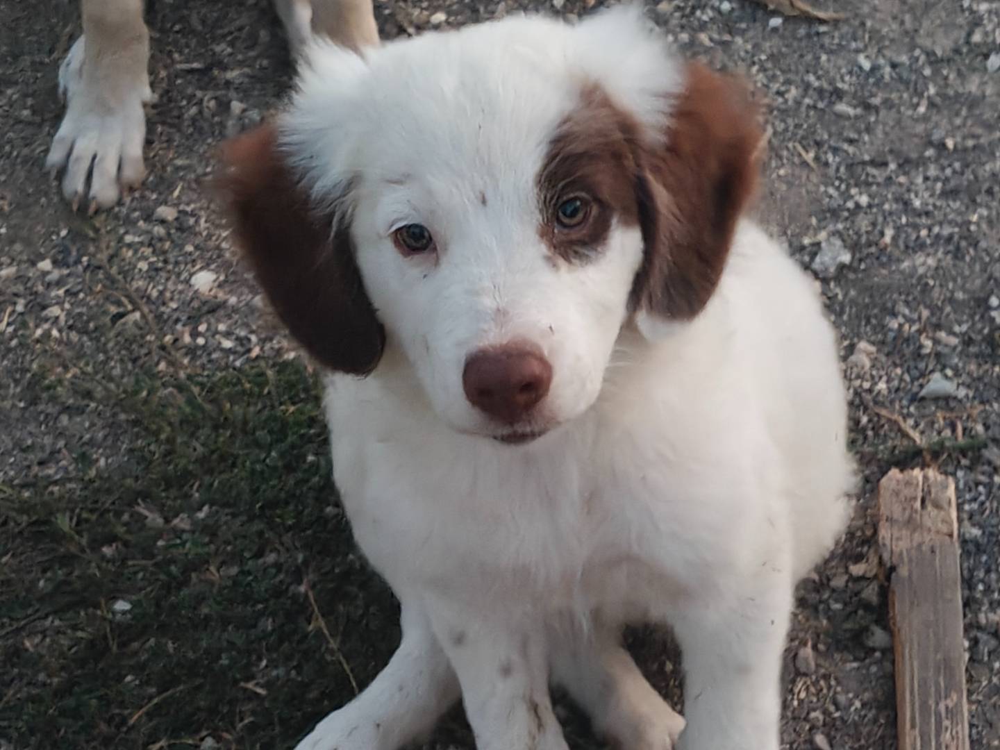 Adozione cane, maschio, Razza sconosciuta Razza sconosciuta, 4 mesi, taglia grande, Trapani