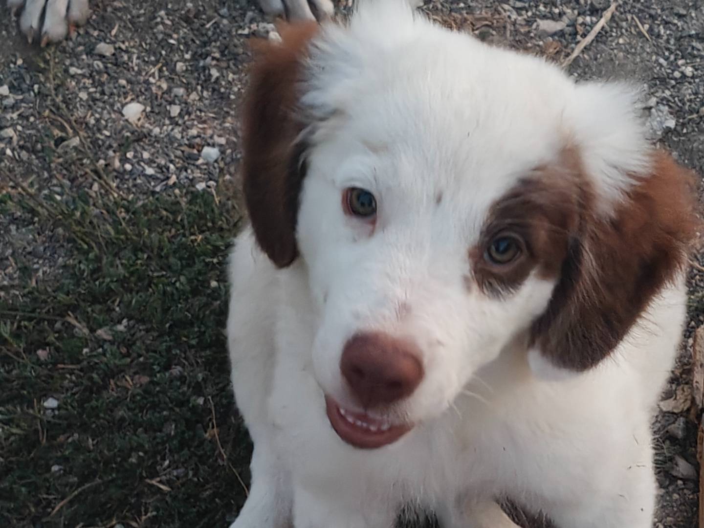 Adotta un cane, maschio, 4 mesi, Trapani