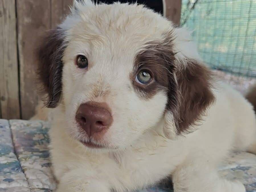 Vuoi adottare un cane a Trapani?